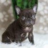 Image of Hobbes, a French Bulldog puppy