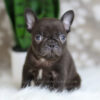 Image of Hobbes, a French Bulldog puppy