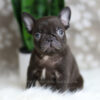 Image of Hobbes, a French Bulldog puppy