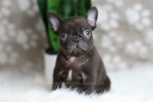 Image of Hobbes, a French Bulldog puppy