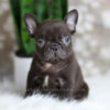 Image of Hobbes, a French Bulldog puppy