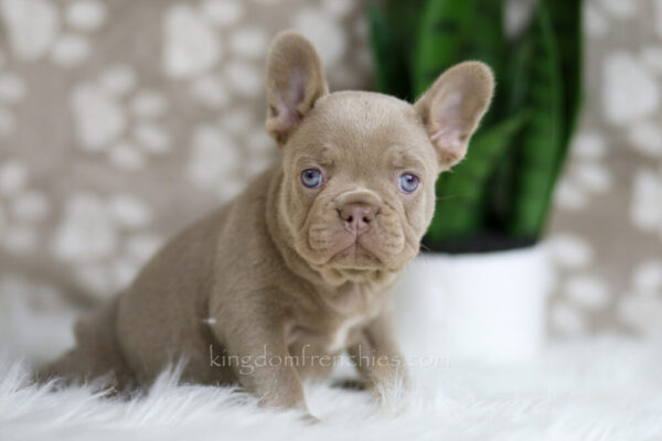 Image of Holly, a French Bulldog puppy