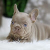 Image of Holly, a French Bulldog puppy