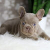 Image of Holly, a French Bulldog puppy