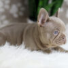 Image of Holly, a French Bulldog puppy