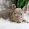 Image of Holly, a French Bulldog puppy