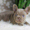 Image of Holly, a French Bulldog puppy