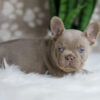 Image of Holly, a French Bulldog puppy