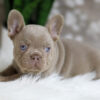 Image of Holly, a French Bulldog puppy