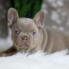 Image of Holly, a French Bulldog puppy