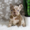 Image of Honey, a French Bulldog puppy