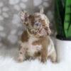 Image of Honey, a French Bulldog puppy