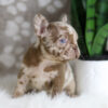 Image of Honey, a French Bulldog puppy