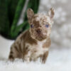 Image of Honey, a French Bulldog puppy