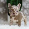 Image of Honey, a French Bulldog puppy