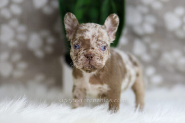 Image of Honey, a French Bulldog puppy