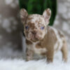 Image of Honey, a French Bulldog puppy