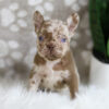 Image of Honey, a French Bulldog puppy