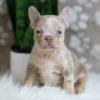 Image of Horace, a French Bulldog puppy