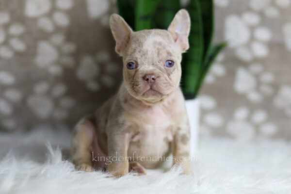 Image of Horace, a French Bulldog puppy