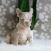 Image of Horace, a French Bulldog puppy