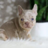 Image of Horace, a French Bulldog puppy