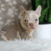 Image of Horace, a French Bulldog puppy