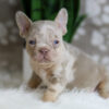 Image of Horace, a French Bulldog puppy