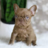 Image of Hugo, a French Bulldog puppy