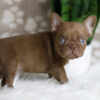 Image of Hugo, a French Bulldog puppy