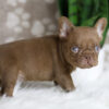 Image of Hugo, a French Bulldog puppy