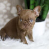 Image of Hugo, a French Bulldog puppy