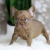 Image of Hugo, a French Bulldog puppy