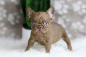 Image of Hugo, a French Bulldog puppy