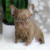 Image of Hugo, a French Bulldog puppy