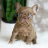 Image of Hugo, a French Bulldog puppy