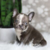 Image of Hunter, a French Bulldog puppy