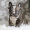 Image of Hunter, a French Bulldog puppy