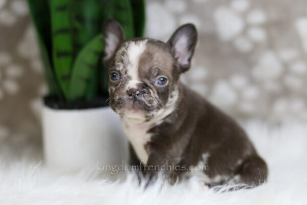 Image of Hunter, a French Bulldog puppy