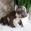 Image of Hunter, a French Bulldog puppy