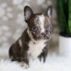 Image of Hunter, a French Bulldog puppy