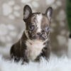 Image of Hunter, a French Bulldog puppy