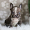 Image of Hunter, a French Bulldog puppy