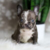 Image of Hunter, a French Bulldog puppy