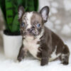 Image of Hunter, a French Bulldog puppy