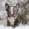 Image of Hunter, a French Bulldog puppy