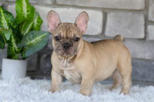 Image of Ichiro, a French Bulldog puppy