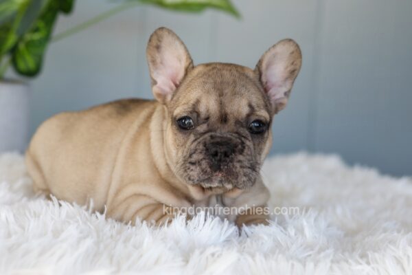 Image of Ichiro, a French Bulldog puppy