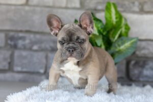 Image of Indigo, a French Bulldog puppy