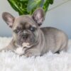 Image of Indigo, a French Bulldog puppy